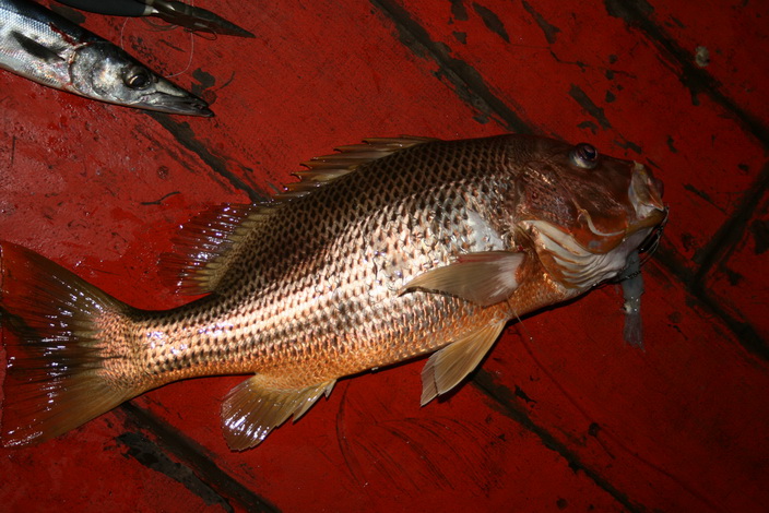 อุ้ย!!!!!ทองตกบนเรือ
