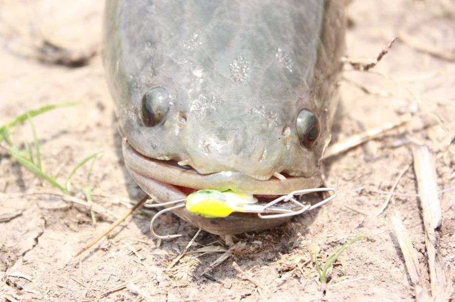 เทสครับเทสปลาช่อน