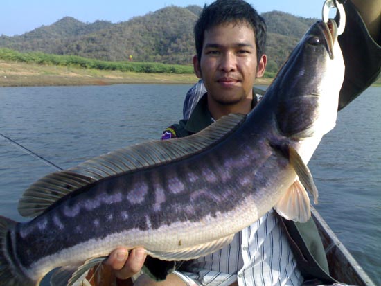 ตัวนี้ ตีปลาจิบคับ ristoนกแก้ว9 cm.คับผม