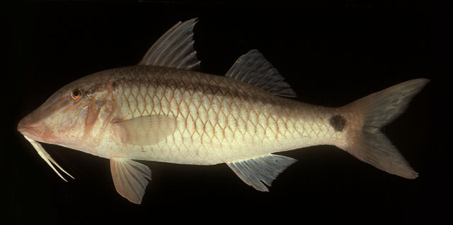 ปลาแพะ
Parupeneus barberinus   (Lacepède, 1801)  
Dash-and-dot goatfish  
ขนาด 40cm
พบพื้