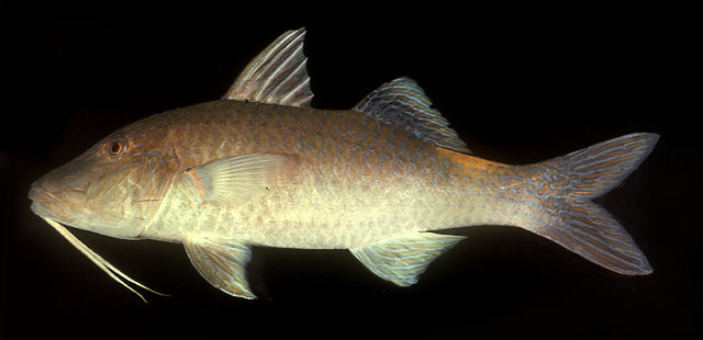 ปลาแพะใหญ่หลากสี
Parupeneus cyclostomus   (Lacepède, 1801)  
Gold-saddle goatfish  
ขนาด 5