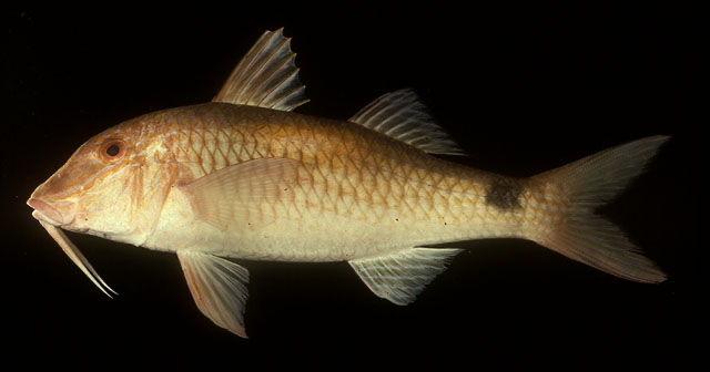 ปลาแพะแถบหางจุด
Parupeneus indicus   (Shaw, 1803)  
Indian goatfish  
ขนาด 40cm
พบตามด้านหน้าของ