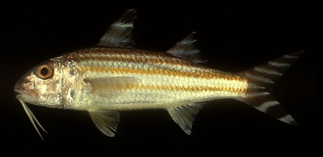 ปลาแพะ
Upeneus vittatus   (Forsskål, 1775)  
Yellowstriped goatfish 
ขนาด 25cm
พบตามพื้นทะ