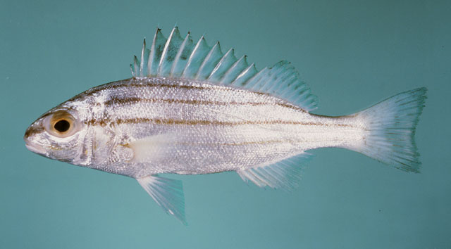 ปลาข้างเขือหกส้น
Pelates quadrilineatus   (Bloch, 1790)  
Fourlined terapon  
ขนาด 30cm
พบตามปาก