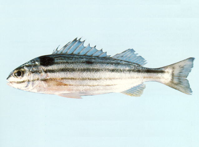 ปลาข้างเขือหกเส้น
Pelates sexlineatus   (Quoy & Gaimard, 1825)  
Six-lined trumpeter  
ขนาด 25cm
