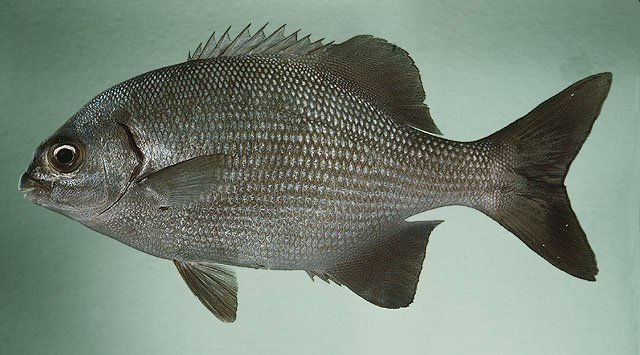 ปลากะพงสลิดลายน้ำเงิน
Kyphosus cinerascens   (Forsskål, 1775)  
Blue sea chub  
ขนาด 50cm
