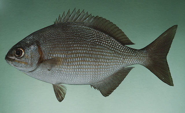 ปลากะพงสลิดครีบยาว
Kyphosus vaigiensis   (Quoy & Gaimard, 1825)  
Brassy chub  
ขนาด 60cm
พบบริเ
