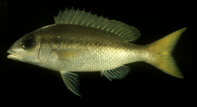 ปลาทรายขาวแถบ
Scolopsis affinis   Peters, 1877  
Peters' monocle bream  
ขนาด 25cm
พบตามแนวปะกา