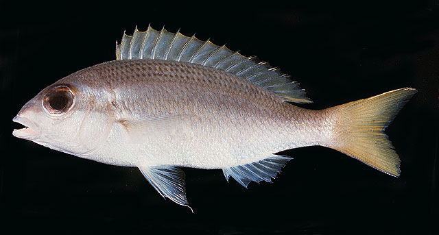 ปลาทรายขาวแถบเหลือง
Scolopsis aurata   (Park, 1797)  
Yellowstripe monocle bream  
ขนาด 25cm
พบต