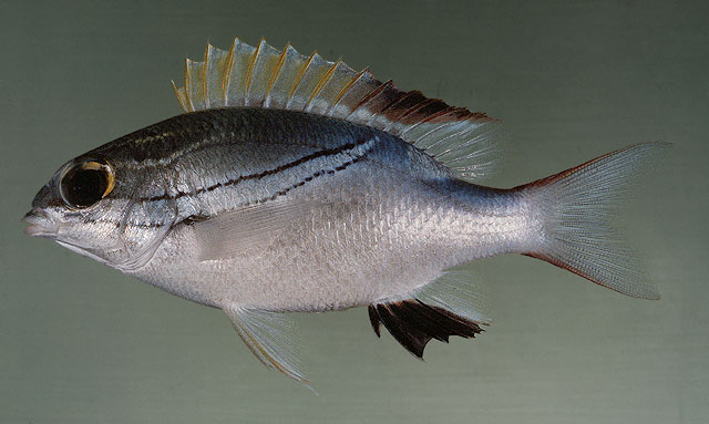 ปลาทายขาวแถบโค้ง
Scolopsis bilineata   (Bloch, 1793)  
Two-lined monocle bream  
ขนาด 22cm
พบตาม