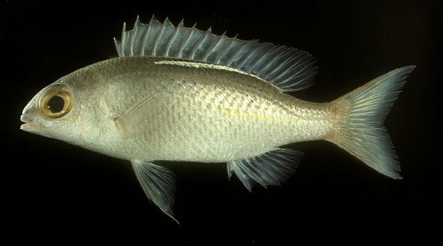 ปลาทรายขาวหลังขาว
Scolopsis ciliata   (Lacepède, 1802)  
Saw-jawed monocle bream  
ขนาด 25