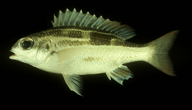 ปลาทรายขาวหลังลาย
Scolopsis lineata   Quoy & Gaimard, 1824  
Striped monocle bream  
ขนาด 26cm
พ