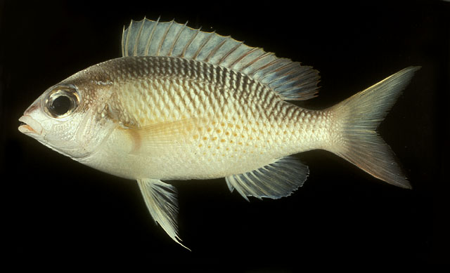 ปลาทรายขาวแถบน้ำเงิน
Scolopsis margaritifera   (Cuvier, 1830)  
Pearly monocle bream  
ขนาด 28cm
