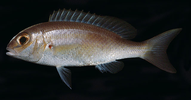 ปลาทรายขาวหูแดง
Scolopsis taenioptera   (Cuvier, 1830)  
Lattice monocle bream  
ขนาด 5cm
พบตามช