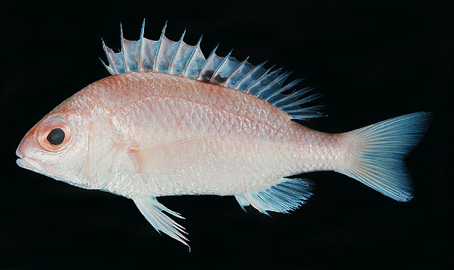 ปลาทรายขาวน้ำลึกครับดำ
Parascolopsis aspinosa   (Rao & Rao, 1981)  
Smooth dwarf monocle bream  

