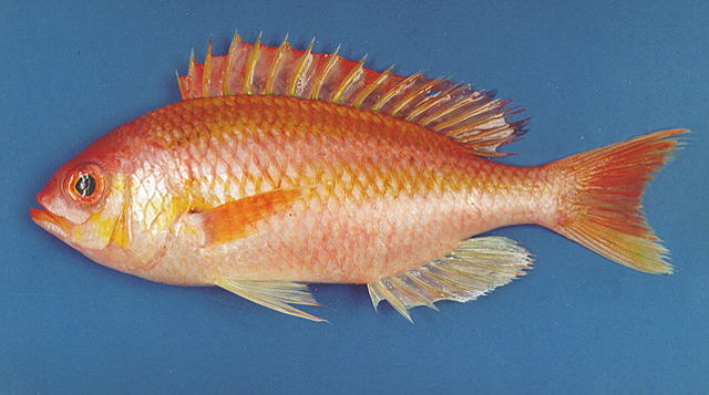 ปลาทรายขาวน้ำลึกสีกุหลาบ ปลาทับทิมทะเล
Parascolopsis eriomma   (Jordan & Richardson, 1909)  
Rosy 