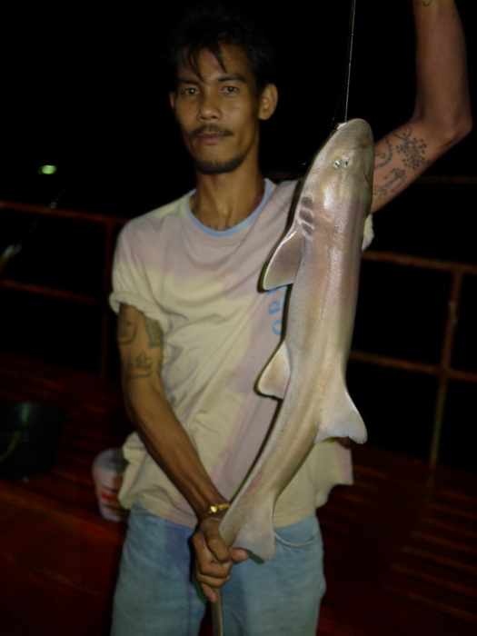 ตัวแรกเข้ามาทักทายที่ท้ายเรือ ฉะะะฉลามบุก