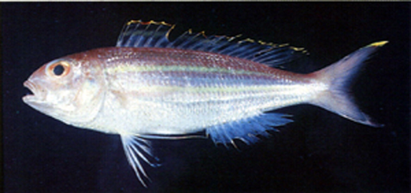 ปลาทรายแดงครีบใส
Nemipterus thosaporni   Russell, 1991  
Palefin threadfin bream  
ขนาด 21.5 cm
