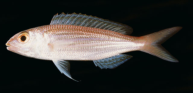 ปลาทรายแดงปากเหลือง
Nemipterus bipunctatus   (Valenciennes, 1830)  
Delagoa threadfin bream  
ขนา