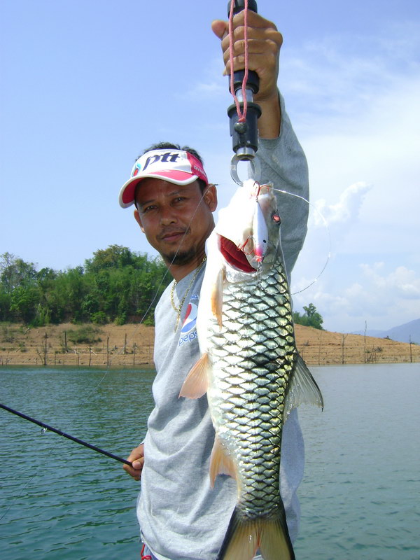  [b]กัดเหยื่อ Rapala  Flatrap 08  สี CRH  [/b]   :love: