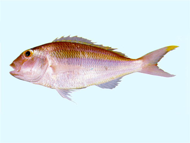 ปลาทรายแดงกล้วย
Nemipterus isacanthus   (Bleeker, 1873)  
Teardrop threadfin bream  
ขนาด 21cm
พ