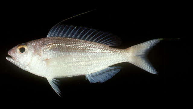 ปลาทรายแดงแซ่
Nemipterus nematophorus   (Bleeker, 1853)  
Doublewhip threadfin bream  
ขนาด 19cm
