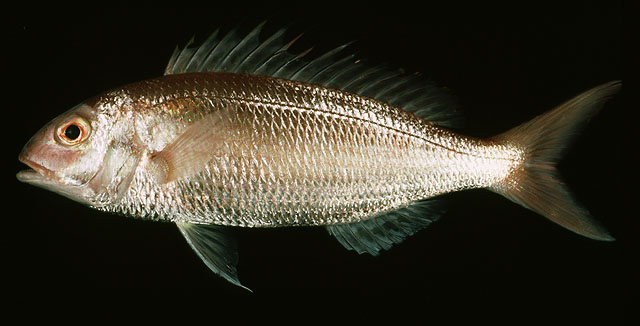 ปลาทรายแดง
Nemipterus peronii   (Valenciennes, 1830)  
Notchedfin threadfin bream  
ขนาด20cm
พบต