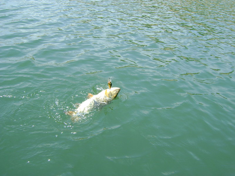  [b]เป็นปลากระสูบ ขนาดใหญ่ เข้าชาร์จเหยื่อ Rapala RFR 7  สี G [/b]   :cheer: