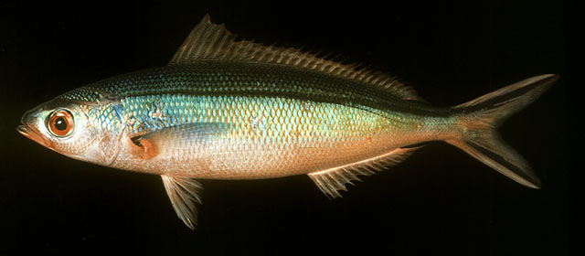 ปลากล้วยแถบ
Pterocaesio tile   (Cuvier, 1830)  
Dark-banded fusilier  
ขนาด 25cm
พบตามแนวปะการัง