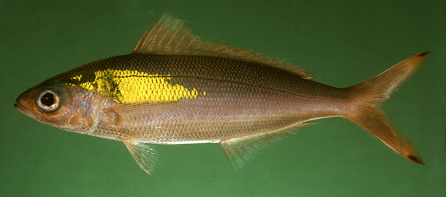 ปลากล้วยหูเหลือง
Pterocaesio randalli   Carpenter, 1987  
Randall's fusilier  
ขนาด 30cm
พบตามแ