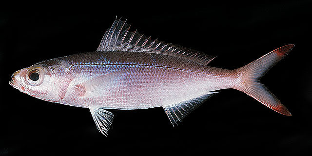 ปลากล้วยหางแดง
Pterocaesio pisang   (Bleeker, 1853)  
Banana fusilier  
ขนาด 20cm
พบตามรอบเกาะที