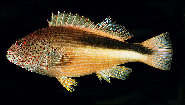 ปลาเหยี่ยวหน้าจุด
Paracirrhites forsteri   (Schneider, 1801)  
Blackside hawkfish  
ขนาด 20cm
พบ