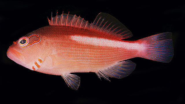 ปลาเหยี่ยววงตาโค้ง
Paracirrhites arcatus   (Cuvier, 1829)  
Arc-eye hawkfish 
ขนาด 18cm
พบตามแนว