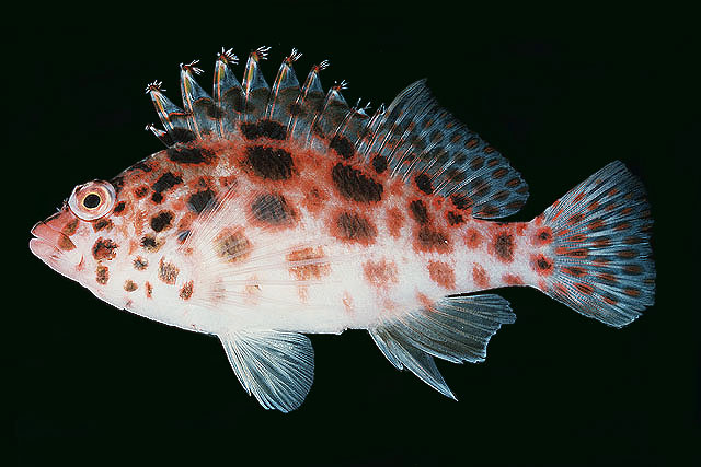 ปลาเหยี่ยวลายจุด
Cirrhitichthys oxycephalus   (Bleeker, 1855)  
Coral hawkfish  
ขนาด 10cm
พบซุก