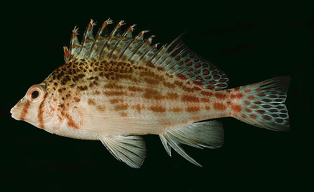 ปลาเหยี่ยวแคระ
Cirrhitichthys falco   Randall, 1963  
Dwarf hawkfish  
ขนาด 6cm
พบตามแนวปะการังส