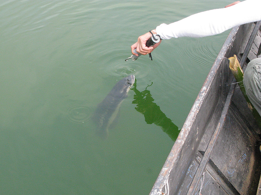 catch&release