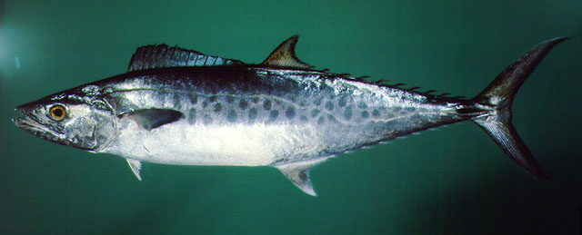 ปลาอินทรีจุด
Scomberomorus guttatus   (Bloch & Schneider, 1801)  
Indo-Pacific king mackerel  
ขน