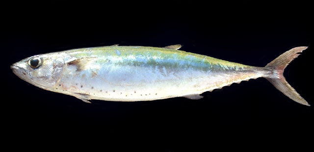 ปลาอินทรีแกลบ
Grammatorcynus bilineatus   (Rüppell, 1836)  
Double-lined mackerel  
ขนาด 50-