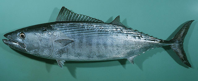 ปลาโอลายเขี้ยว
Sarda orientalis   (Temminck & Schlegel, 1844)  
Striped bonito 
ขนาด 100cm
พบตาม