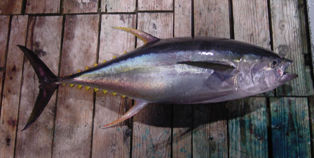 ปลาทูน่าครีบเหลือง
Thunnus albacares   (Bonnaterre, 1788)  
Yellowfin tuna  
ขนาด 120-250cm
พบใน