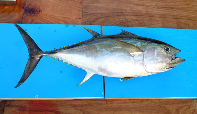 ปลาทูน่าตาโต
Thunnus obesus   (Lowe, 1839)  
Bigeye tuna  
ขนาด 180-200cm
พบบนผิวน้ำกลางทะเลเปิด