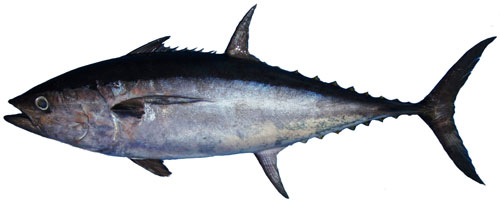 ปลาโอดำ ปลาทูน่าหลังยาว
Thunnus tonggol   (Bleeker, 1851)  
Longtail tuna  
ขนาด 150cm
พบตามผิวน