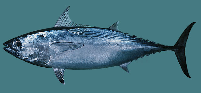 ปลาโอหลังลาย
Euthynnus affinis   (Cantor, 1849)  
Kawakawa 
ขนาด 90cm
พบตามทะเลเปิดใกล้ผิวน้ำรอบ