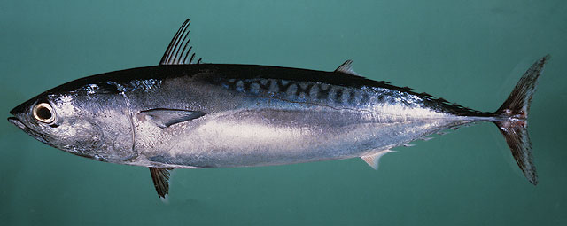 ปลาโอหลอด
Auxis rochei rochei   (Risso, 1810)  
Bullet tuna  
ขนาด 8cm
พบตามทะเลเปิดบริเวณใกล้ผิ