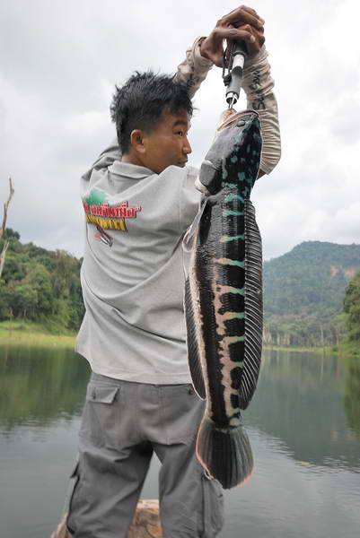 [b]ส่วนกระทู้ต่อไปผมจะโพสท์ชะโดเขี้ยวๆแห่งเชี่ยวหลานไซร์ประมาณนี้ครับ....ต้องตามชมกันต่อไปครับ [/b]: