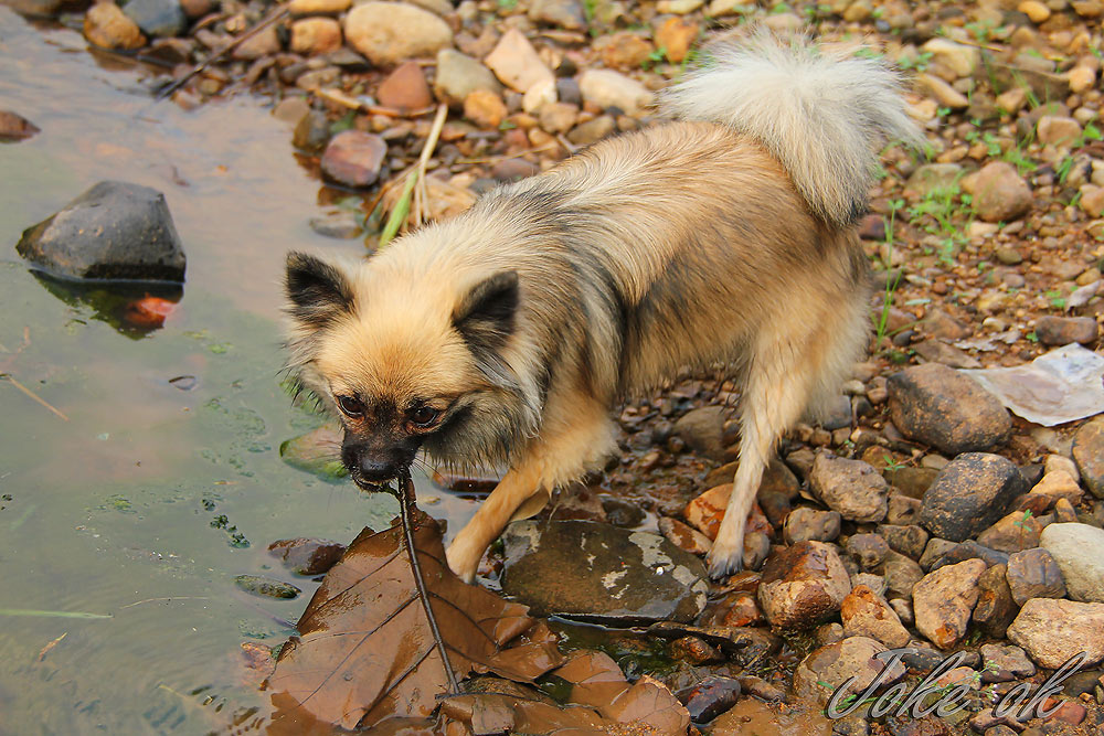 ระหว่างรอก็พาGyroไปไล่ปลา..เอ้ย..ไปเล่นน้ำก่อน :grin: :grin: :grin: