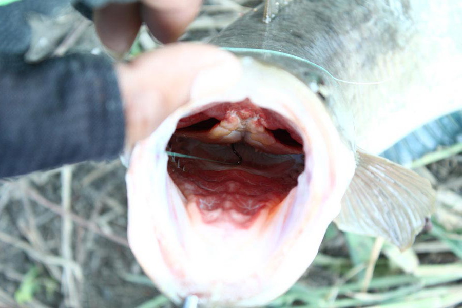 เหยื่อหาย 



+++ ตามชมด้วยครับ ^_^    


ขอบคุณครับน้าeaklovefishing  :grin:

ขอบคุณครับน้