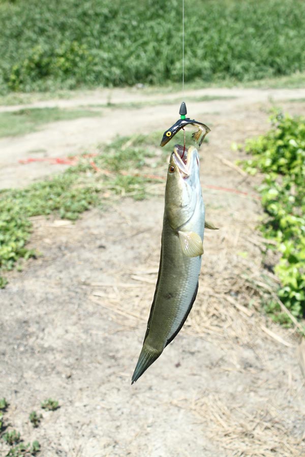 อ่ะของผม :grin: