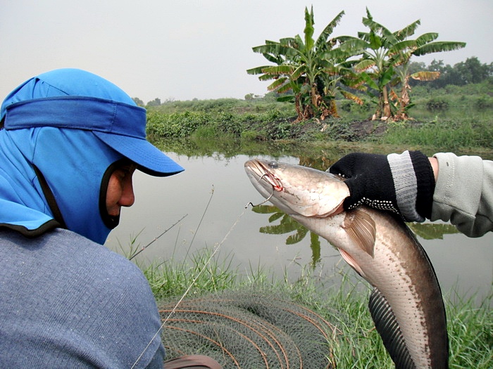 เทียบขนาดปลากันหน้าของนายบุ๊คซะหน