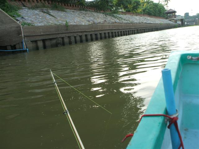 กุ้งเล็กๆเวลากินมันชอบเดินสวนน้ำ บ